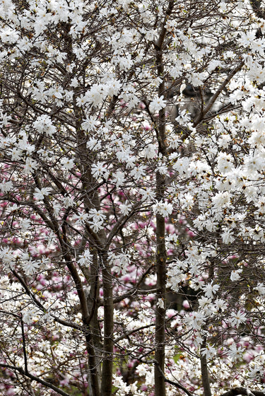 5 STAR MAGNOLIA Stellata TREE Seeds - Fragrant White to Pink Big 4